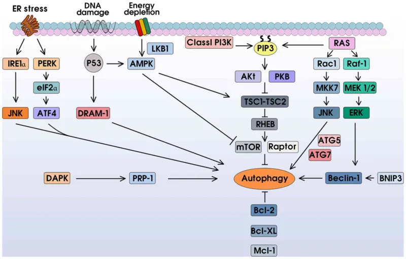 Autophagy regulation pathway: mTOR, Beclin-1, and stress