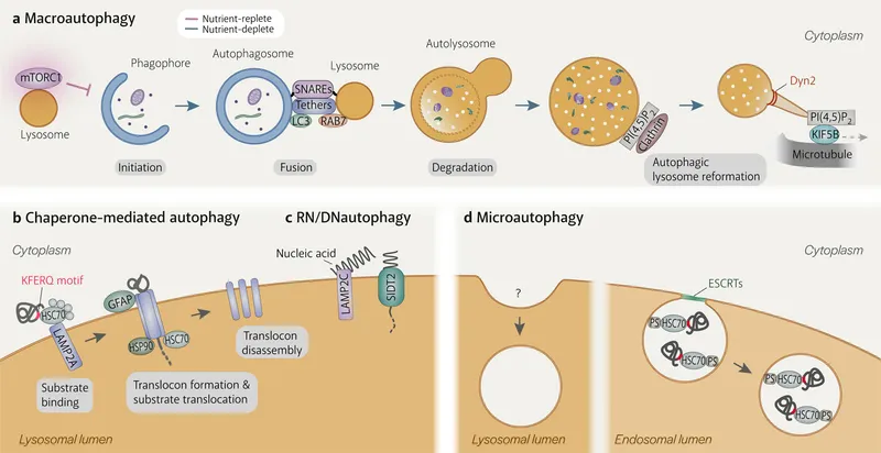 Four types of autophagy mechanisms