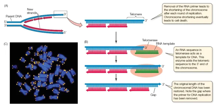 Telomere shortening and telomerase action