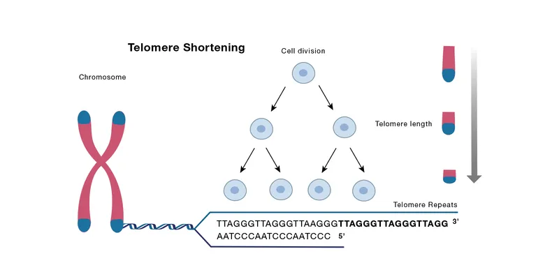 Telomere Shortening and Cell Division