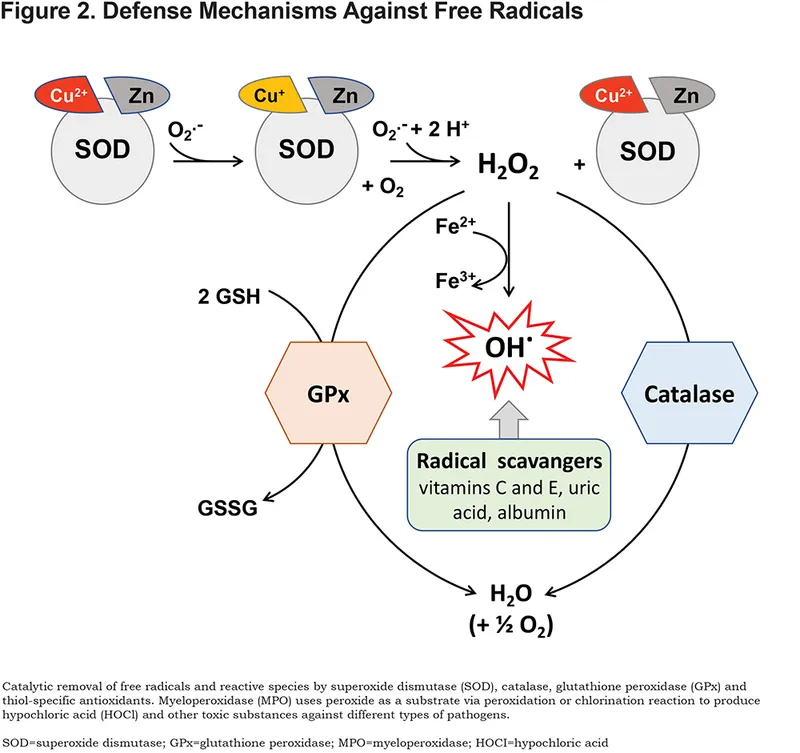 Enzymatic Antioxidant Pathways: SOD, Catalase, GPx Actions
