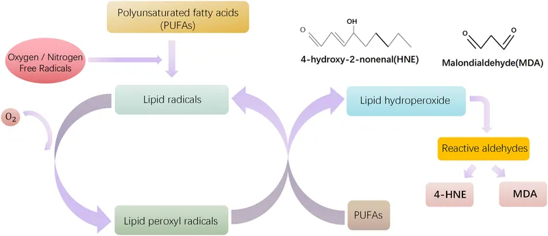 Lipid Peroxidation Mechanism by Free Radicals