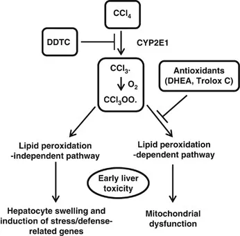 CCl4 Toxicity: Free Radical Injury & Liver Damage