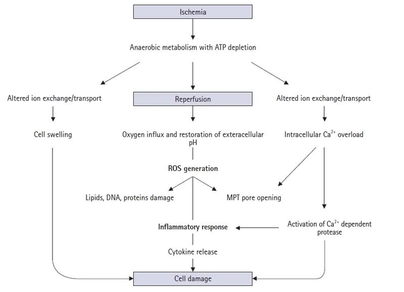 Ischemia-reperfusion injury mechanism