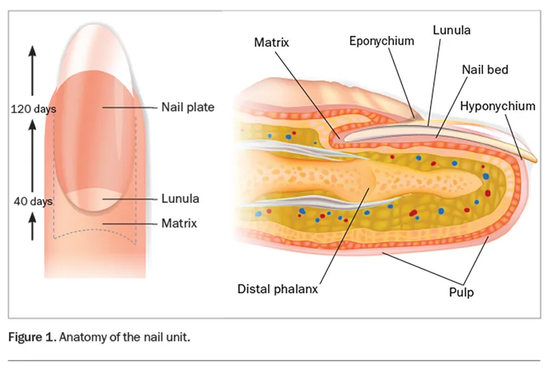 Anatomy of the nail unit