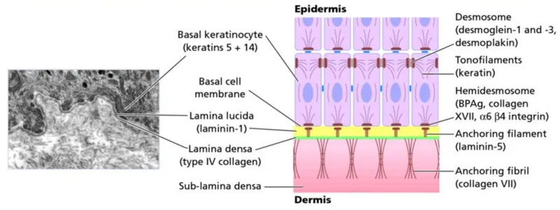 Dermo-Epidermal Junction: Layers and Components