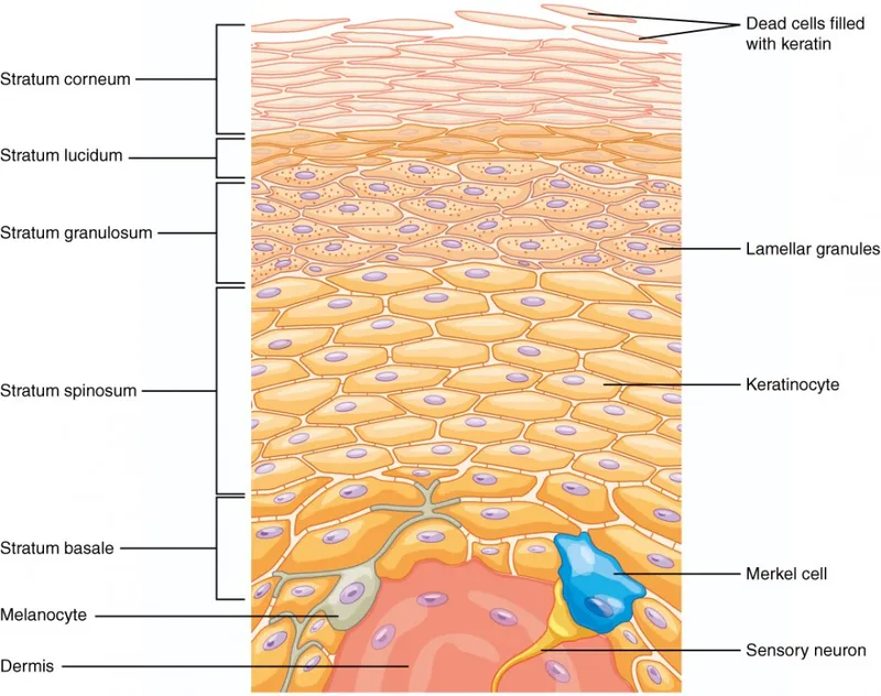Epidermal layers with key cells and their functions