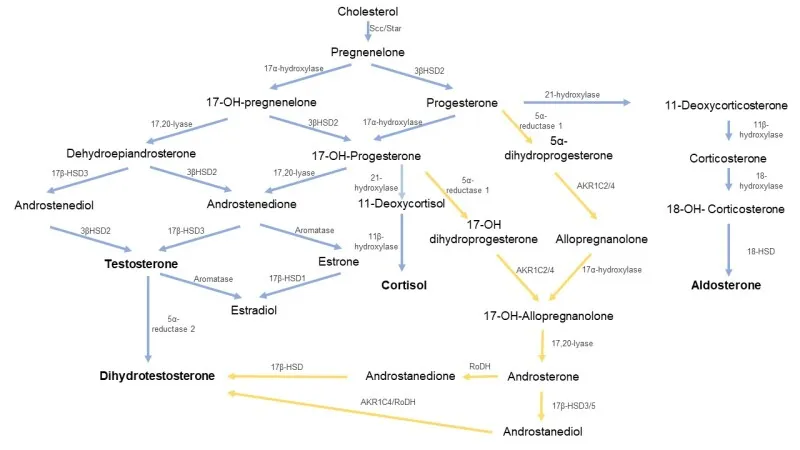 Steroidogenesis pathway & enzyme deficiencies