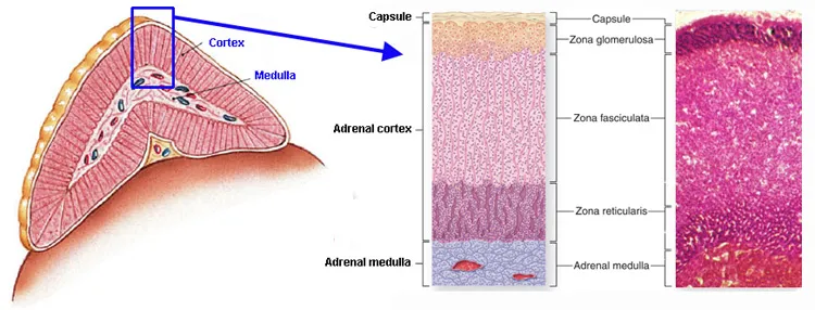Adrenal Cortex Layers and Hormone Production