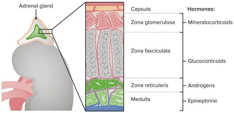 Adrenal gland zones and hormone products