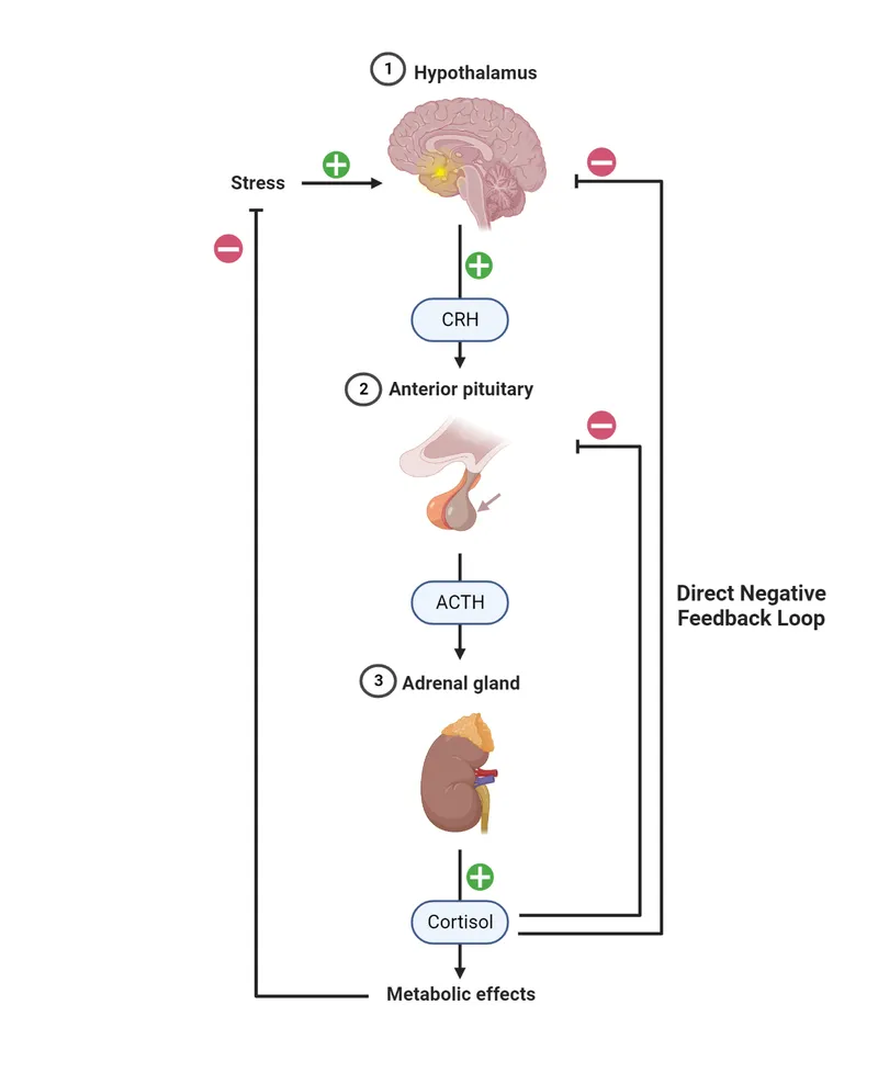HPA Axis Negative Feedback Loop