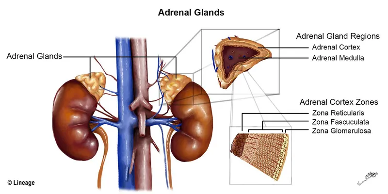 Adrenal Gland Anatomy: Cortex, Medulla, and Zones