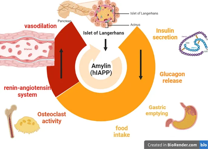 Amylin (hIAPP) effects on body systems