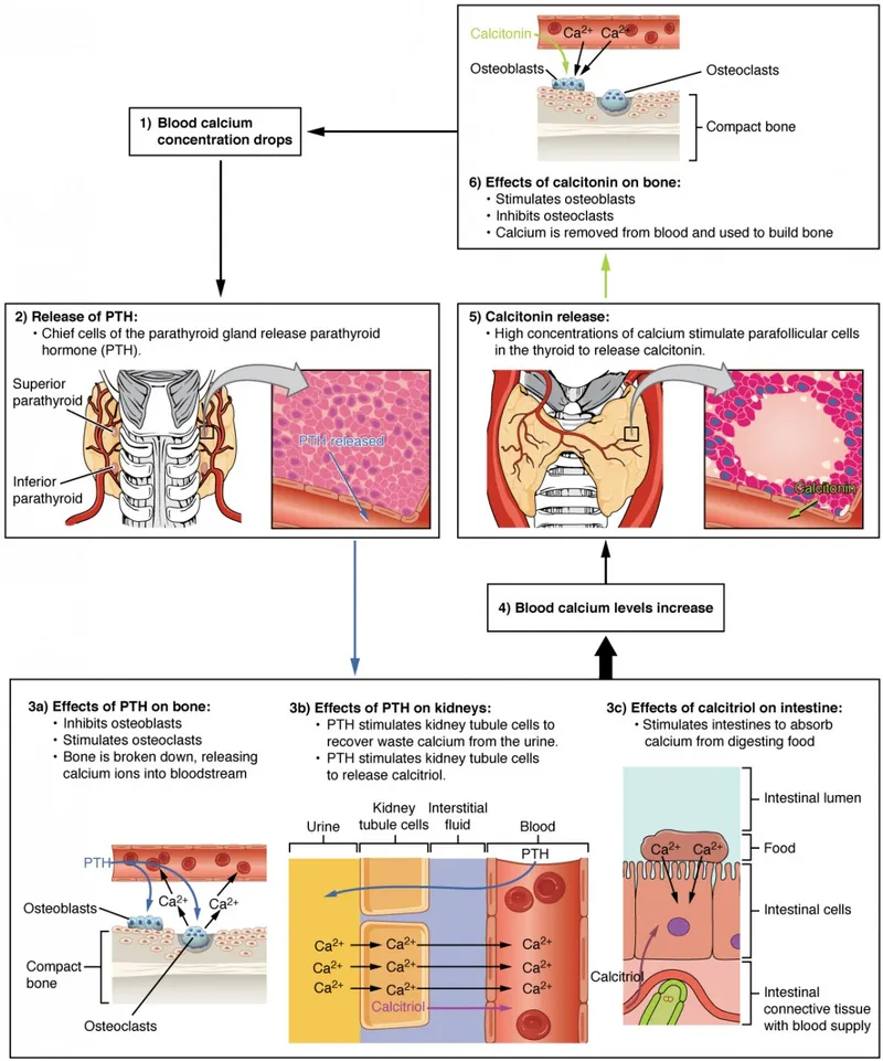 Parathyroid Hormone and Calcitonin in Calcium Homeostasis