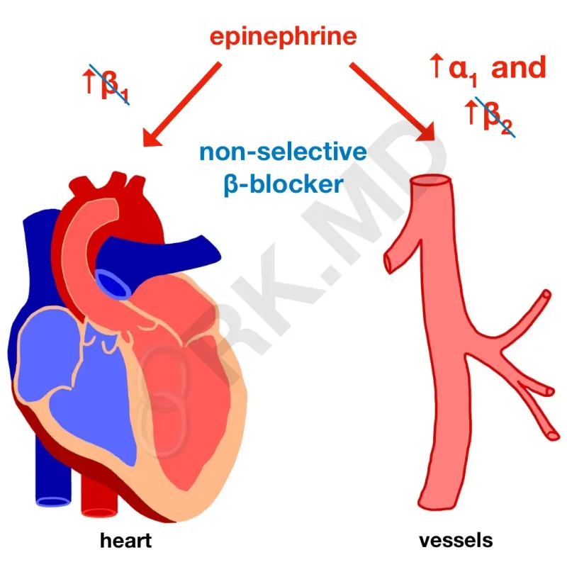 Epinephrine effects with beta-blockade