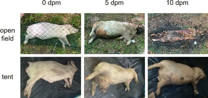 Pig decomposition in open field vs. tent over 10 days