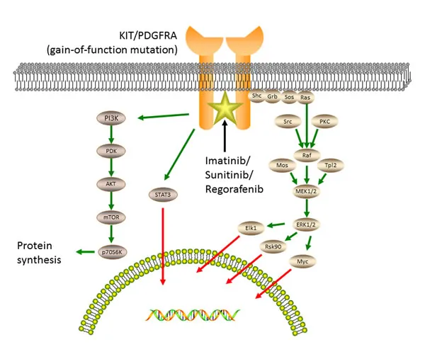 KIT/PDGFRA signaling pathway in GIST and drug mechanisms