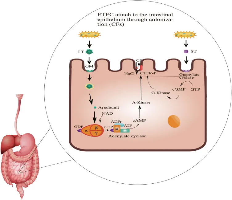 ETEC enterotoxin mechanisms on intestinal epithelium