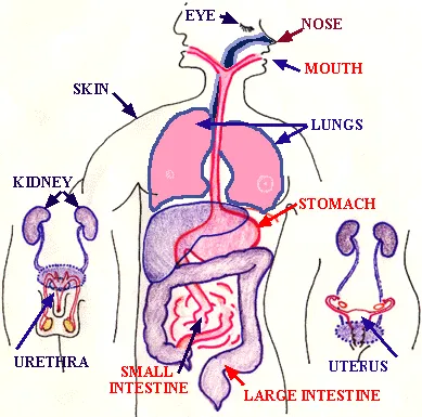 Host defense mechanisms in the GI tract