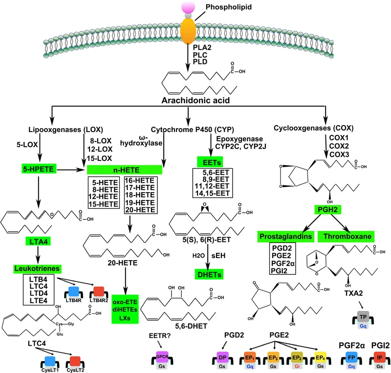 Arachidonic acid metabolism pathway diagram