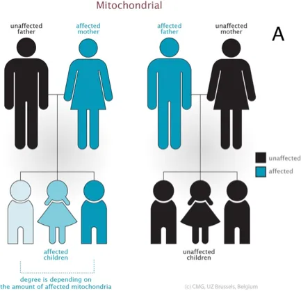 Mitochondrial Inheritance Pattern Diagram