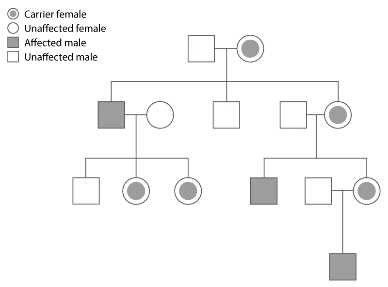 Pedigree chart showing X-linked recessive inheritance