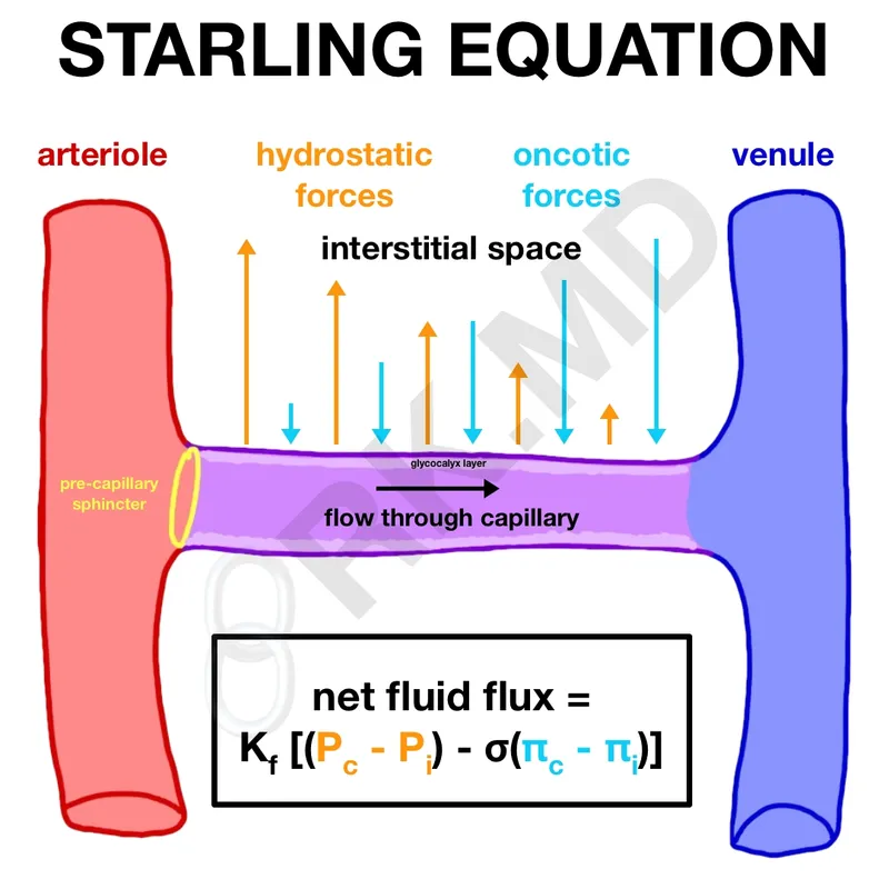 Starling Equation and Capillary Fluid Exchange