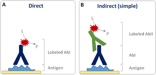 Direct vs. Indirect Immunohistochemistry Methods