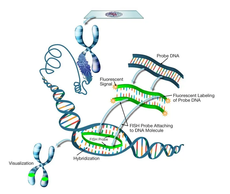 FISH technique: Probe hybridization and visualization