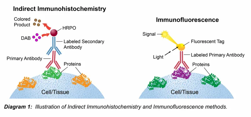 Immunohistochemistry and Immunofluorescence methods