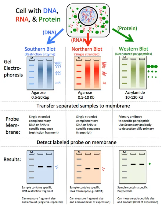 Southern, Northern, and Western Blotting Comparison