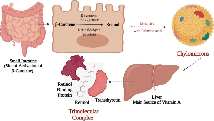 Vitamin A absorption, metabolism, and transport