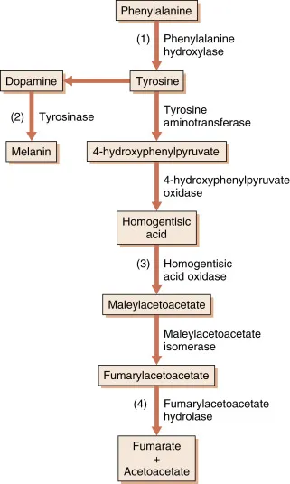 Phenylalanine and Tyrosine Metabolic Pathways