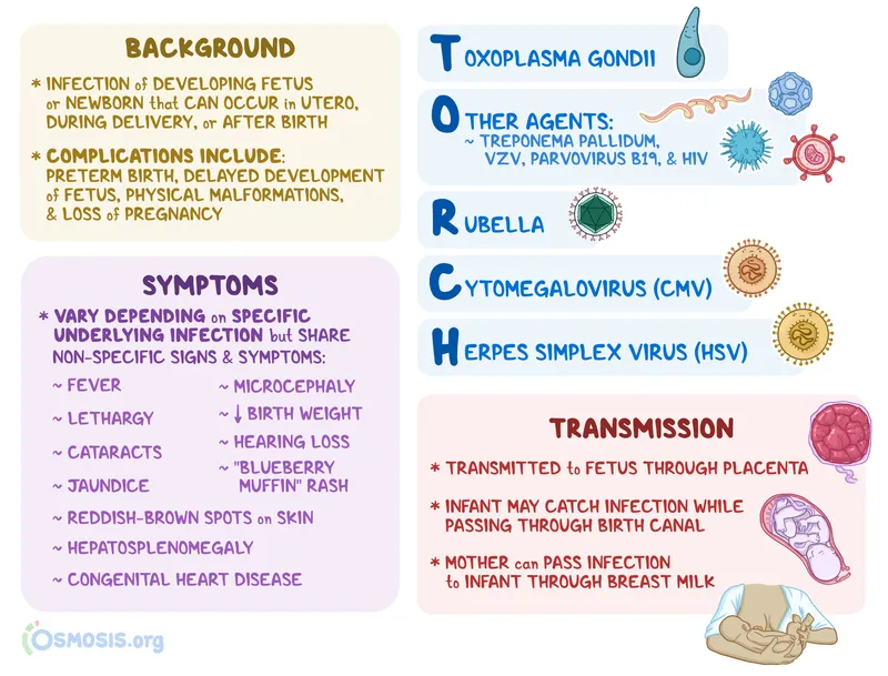 TORCH Infections: Background, Symptoms, and Transmission