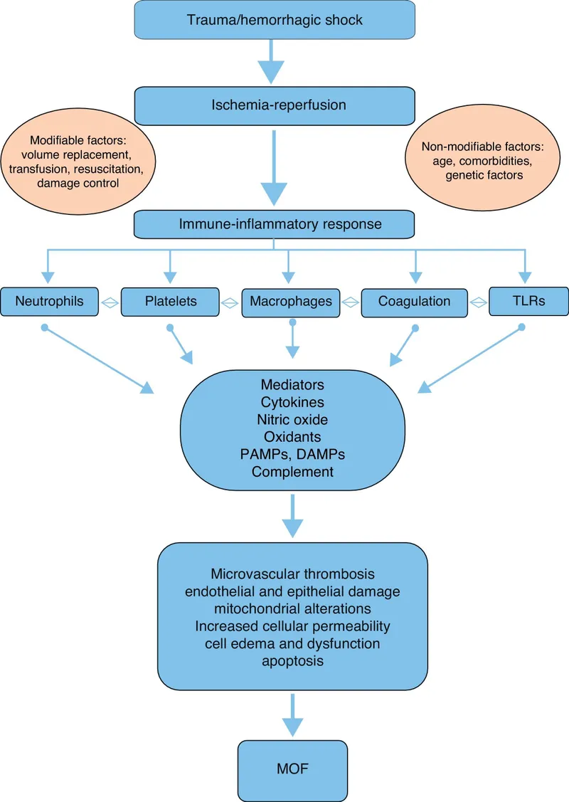 Shock Pathophysiology Leading to Multiple Organ Failure