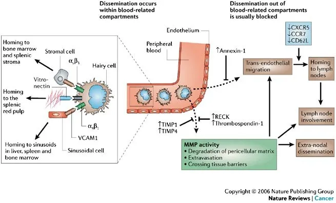 Hairy cell leukemia dissemination and homing mechanisms