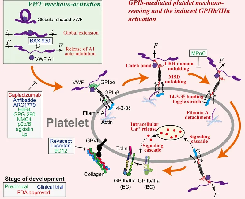 Platelet activation and vWF-GPIb-GPIIb/IIIa signaling