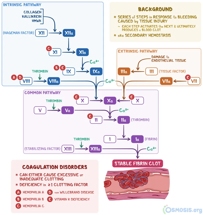 Coagulation Cascade: Intrinsic, Extrinsic, Common Pathways