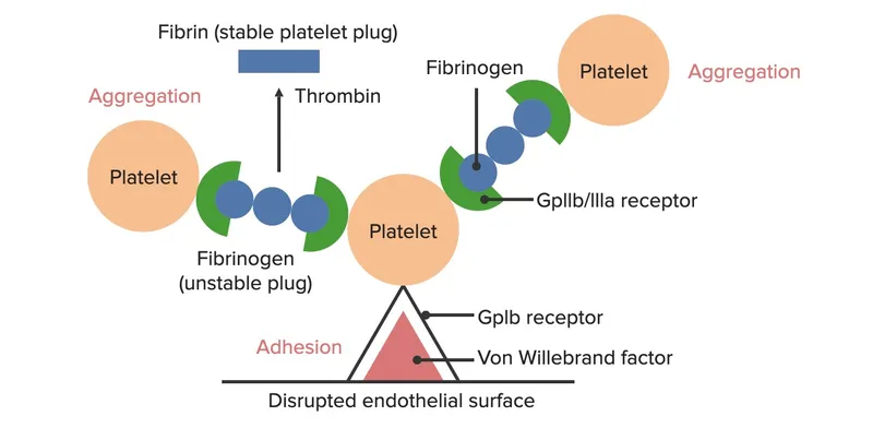 Platelet Plug Formation: Adhesion, Aggregation, Fibrin