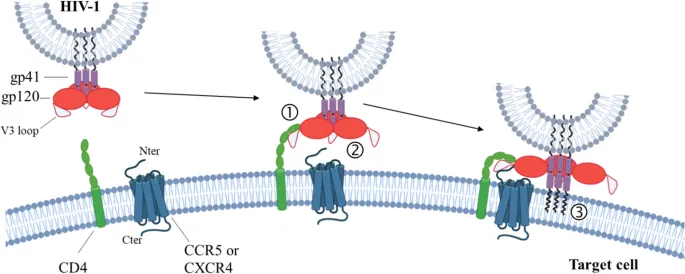HIV-1 viral entry into target cell via CD4 and coreceptors