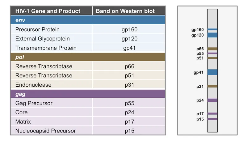 HIV-1 Western Blot Bands and Gene Products