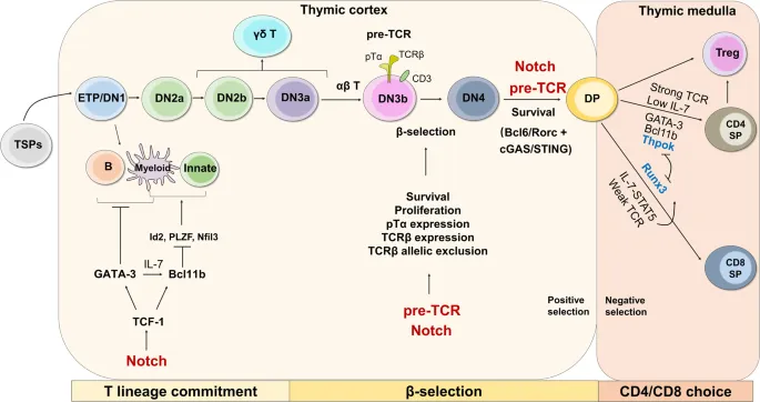 T cell development pathway in the thymus