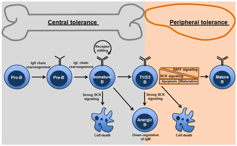 Central and Peripheral B Cell Tolerance Mechanisms