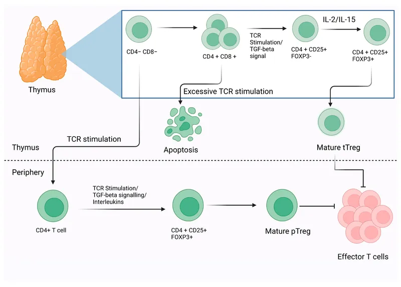 Treg cell differentiation in thymus and periphery