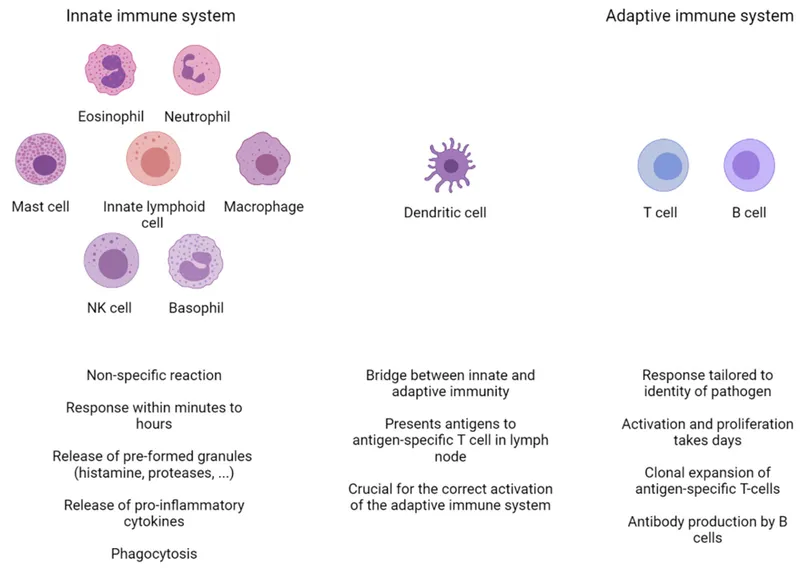 Innate and Adaptive Immune Cells and Responses