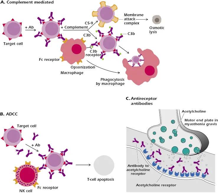 Type II Hypersensitivity Mechanisms