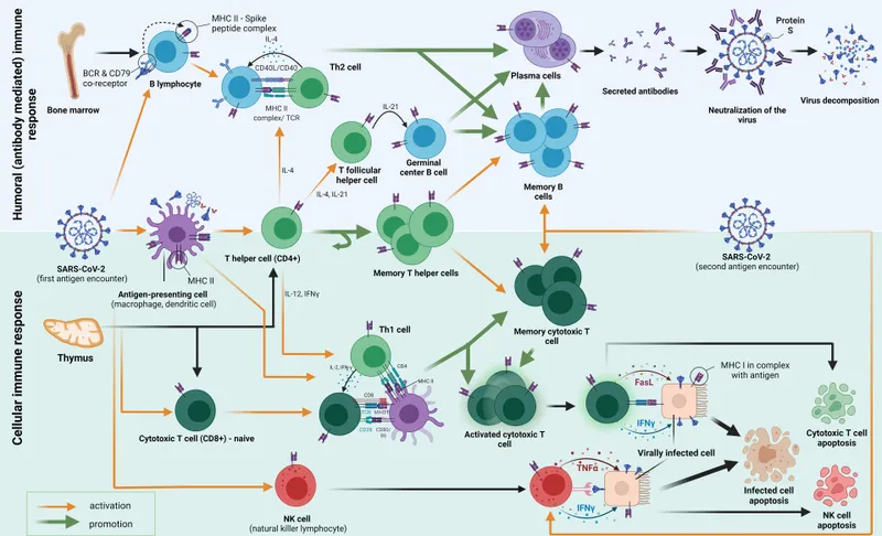 Adaptive immune response: T-cell and B-cell activation