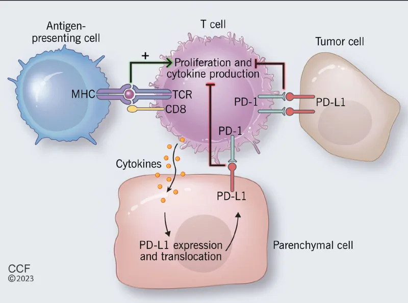 PD-1/PD-L1 Immune Checkpoint Pathway