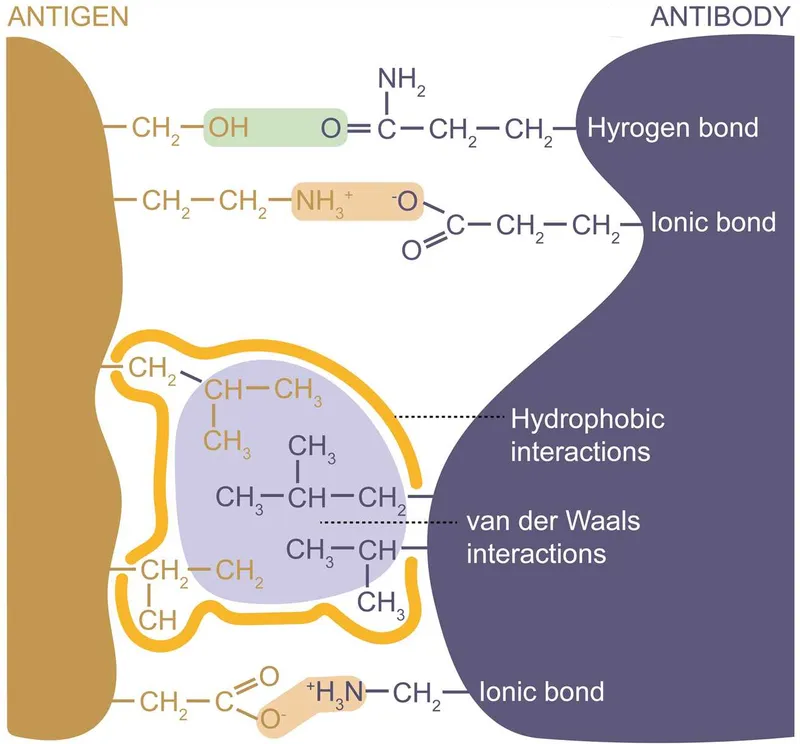 Antigen-antibody binding forces