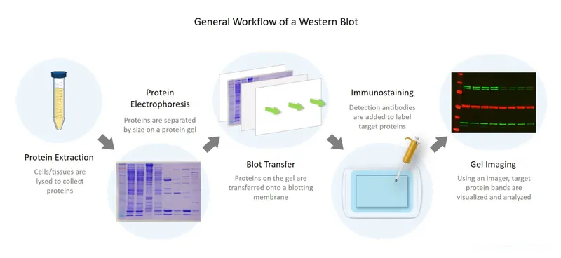 Western Blot Workflow
